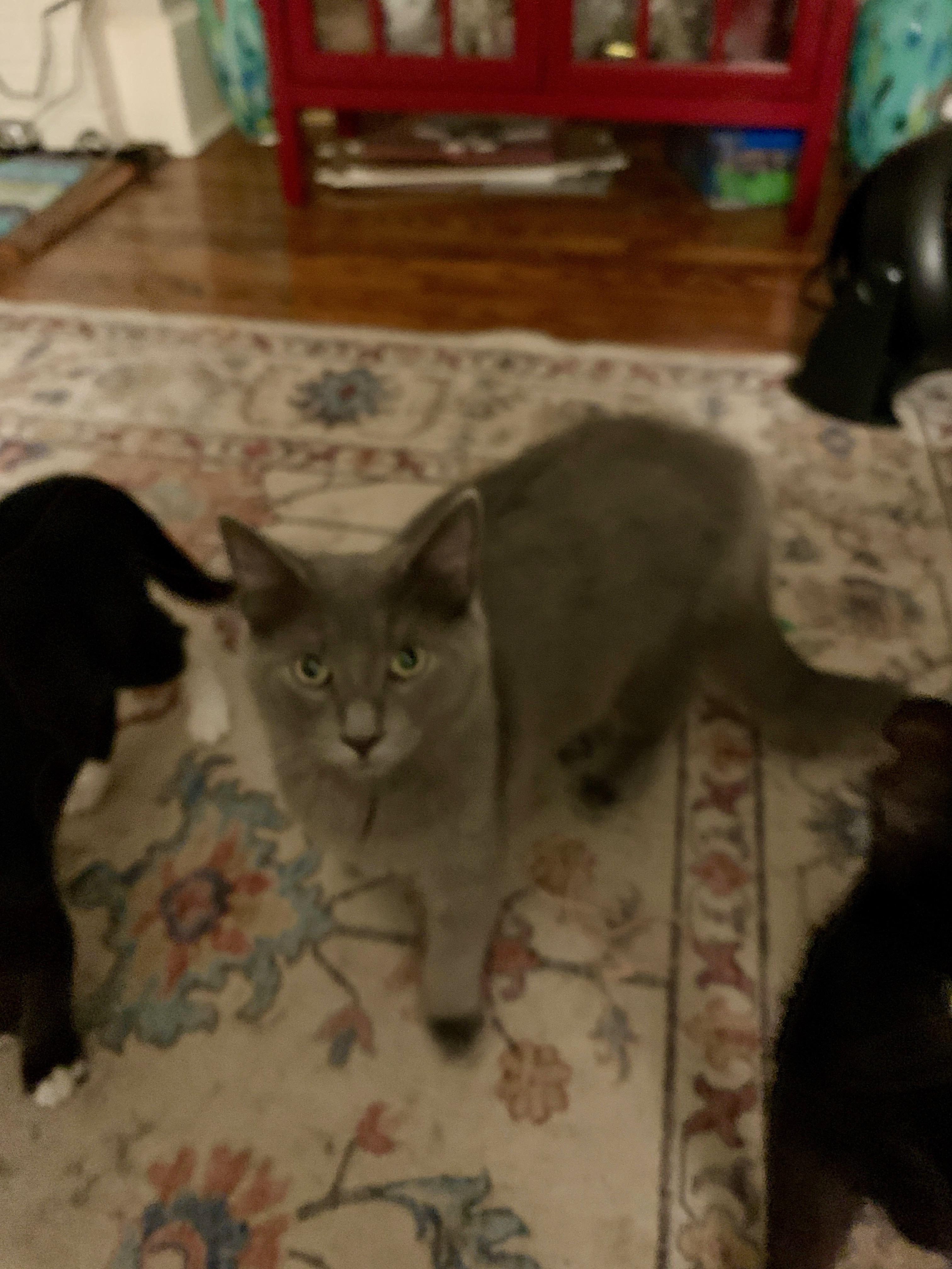 huckleberry, Adoptable, Young Male Domestic Medium Hair.
