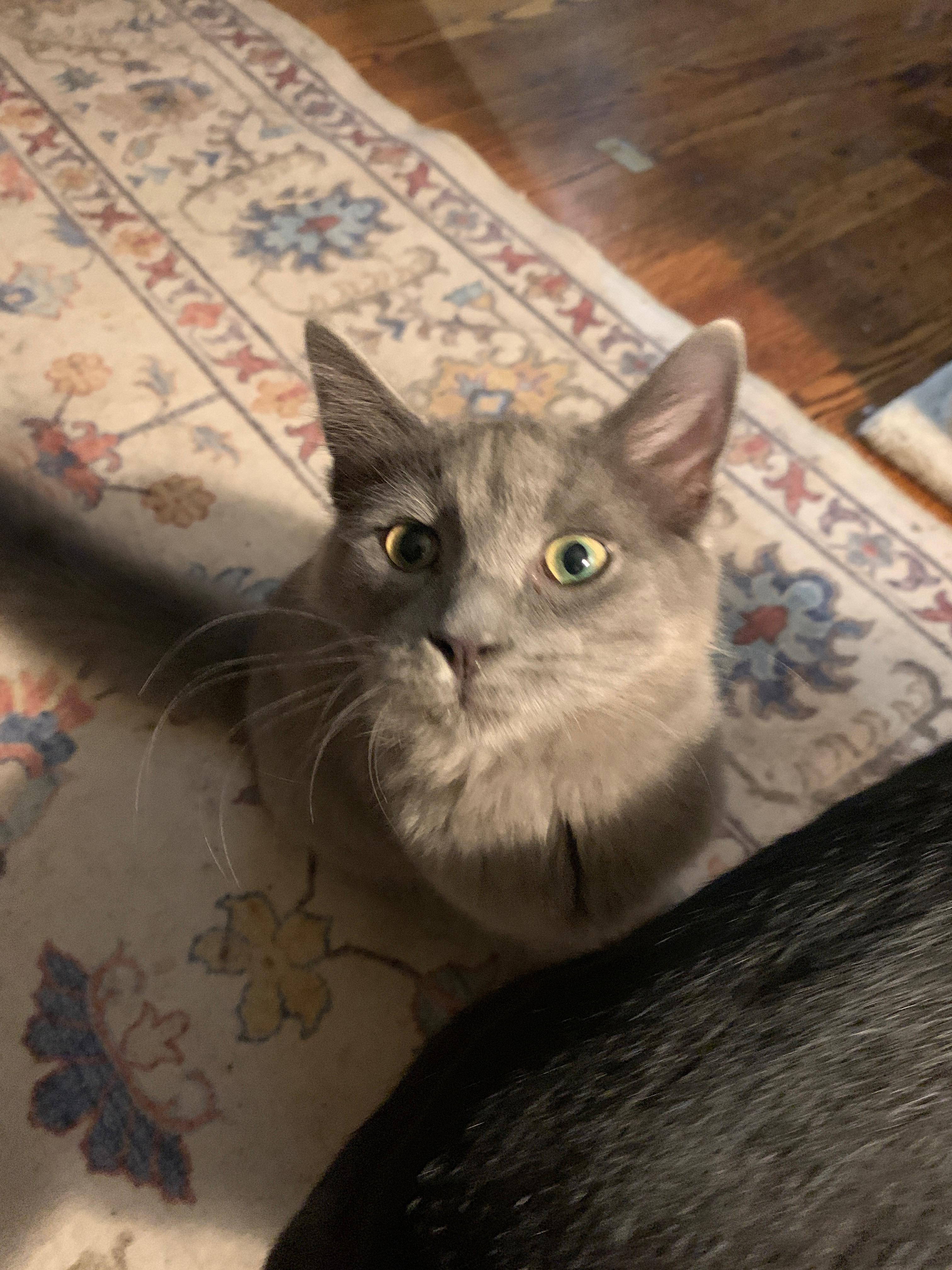 Enlarge huckleberry, a Adoptable Domestic Medium Hair in Columbia, SC image 3/4