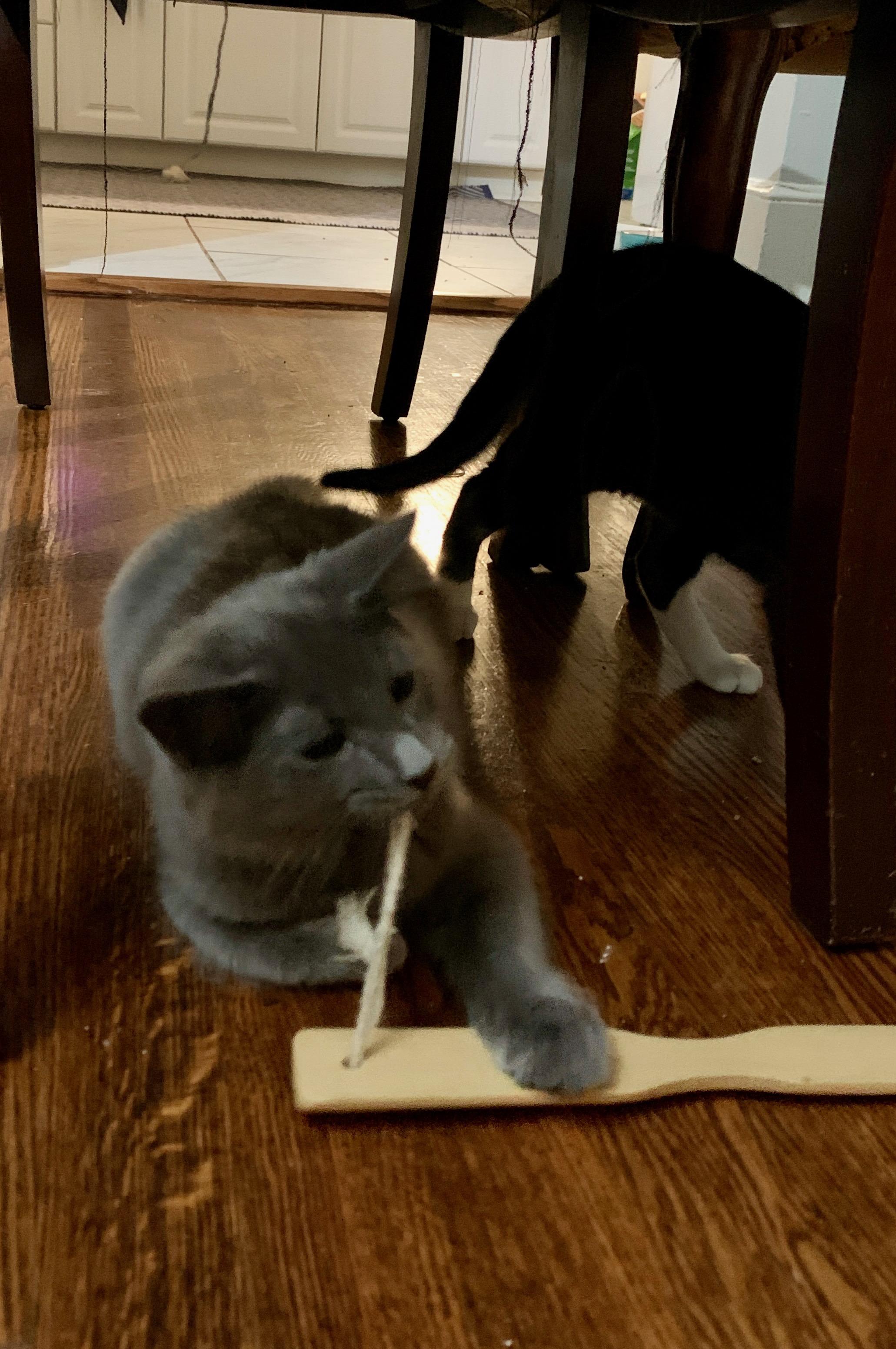 Enlarge huckleberry, a Adoptable Domestic Medium Hair in Columbia, SC image 2/4