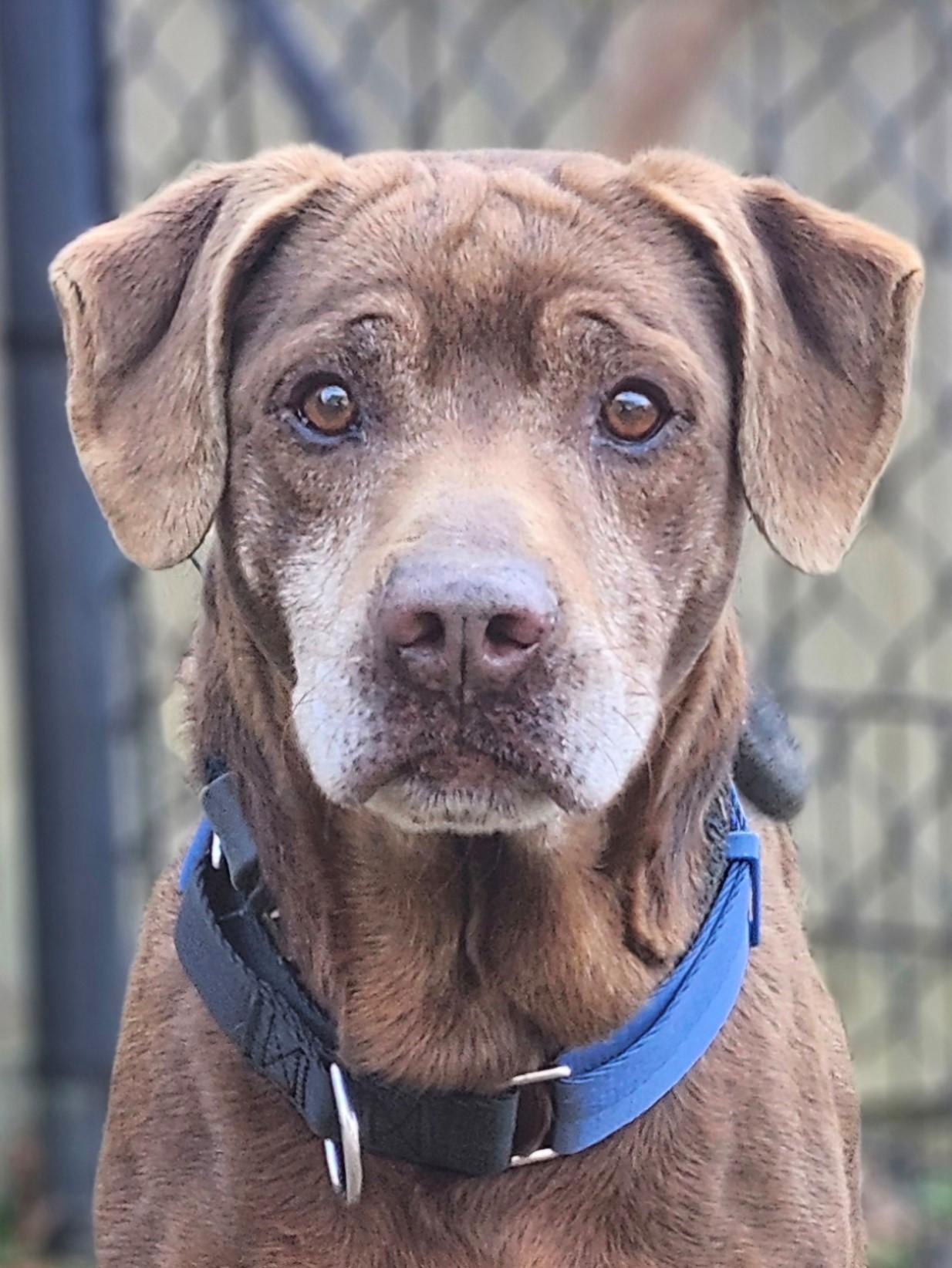 Randy, Adoptable, Adult Male Labrador Retriever.