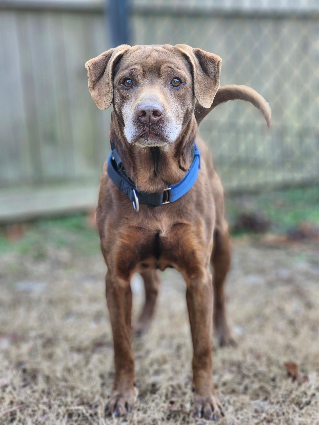Randy, a Adoptable Labrador Retriever in cumming, GA image 2/3