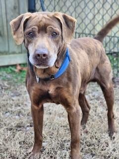 Randy, a Adoptable Labrador Retriever in cumming, GA image 3/3