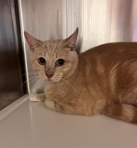 WHALEY, Adoptable, Adult Male Domestic Short Hair.