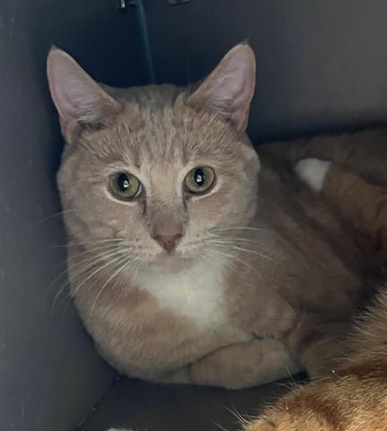 WHALEY, Adoptable, Adult Male Domestic Short Hair.