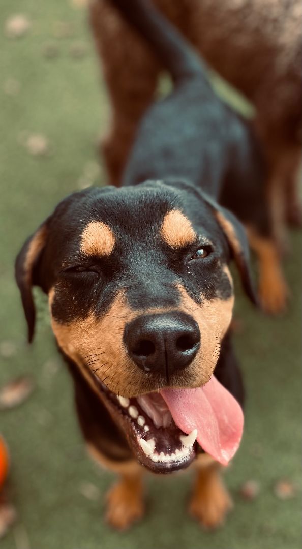 Travolta, Adopted, Puppy Male Rottweiler.