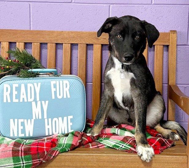 Enlarge **DAYTON**, a Adoptable Border Collie in North Prairie, WI image 1/2