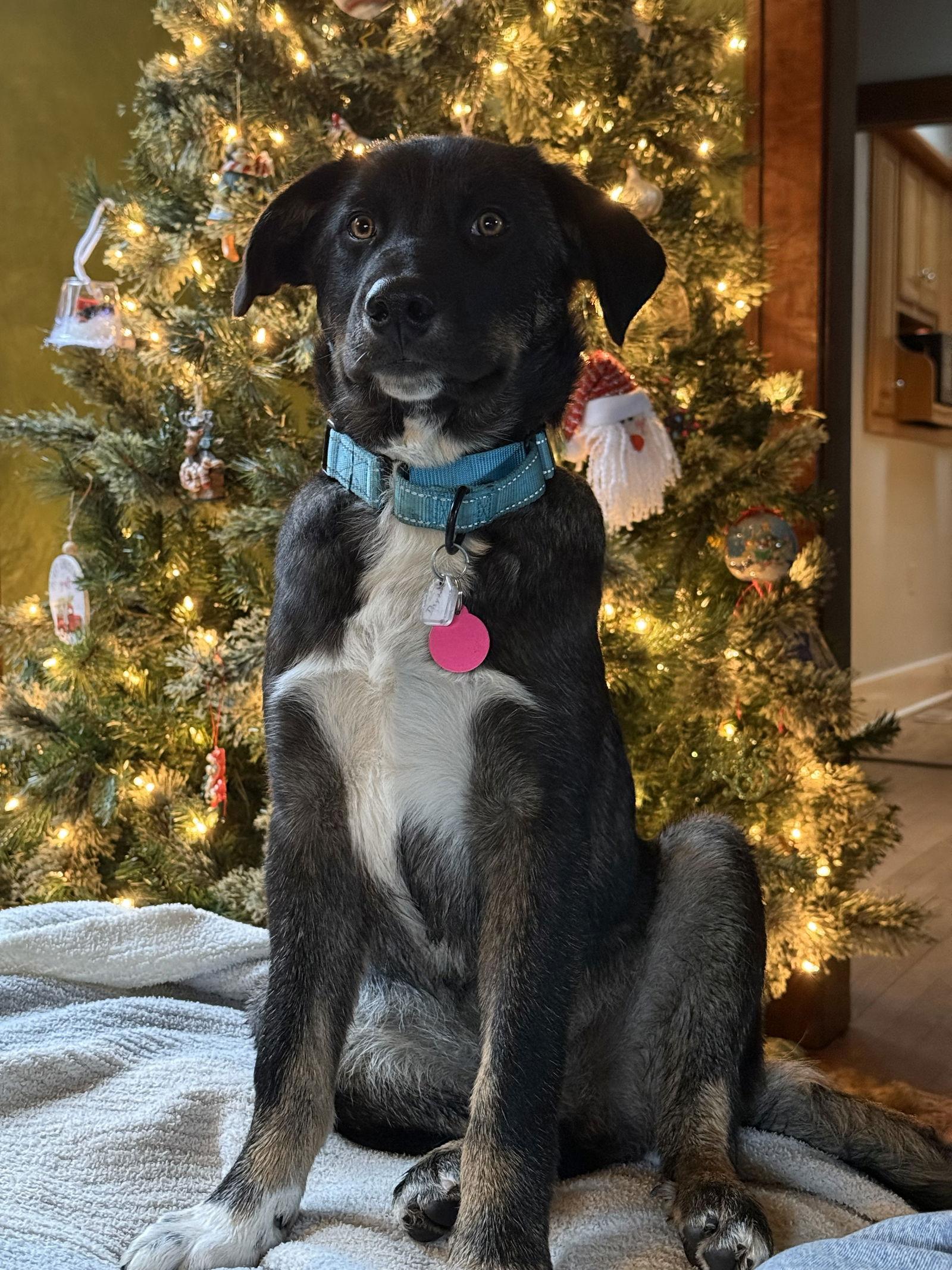 Enlarge **DAYTON**, a Adoptable Border Collie in North Prairie, WI image 2/2