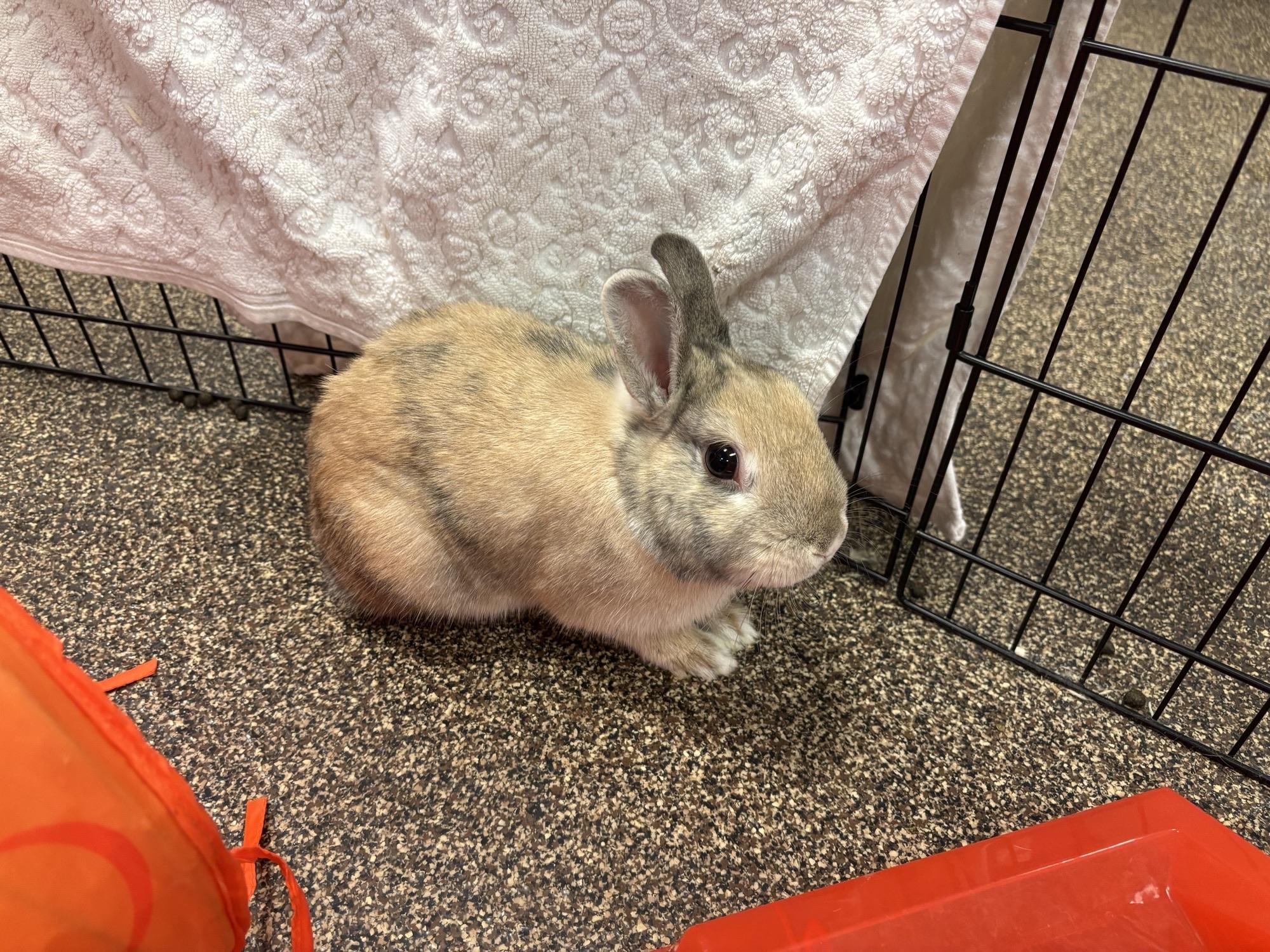 Enlarge Alvin OS-429/25, a Adoptable Bunny Rabbit in Burlington, ON image 1/2