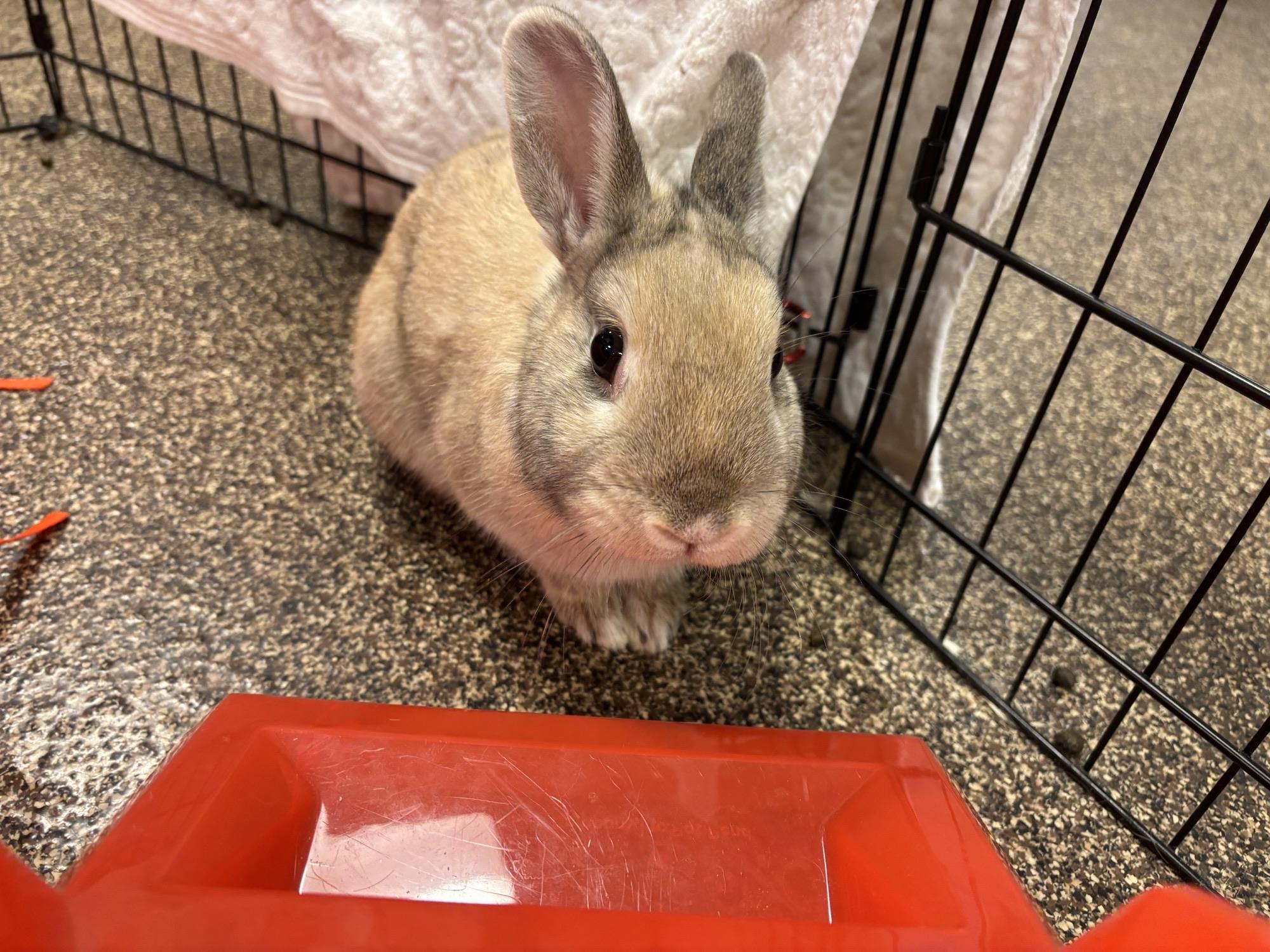 Enlarge Alvin OS-429/25, a Adoptable Bunny Rabbit in Burlington, ON image 2/2