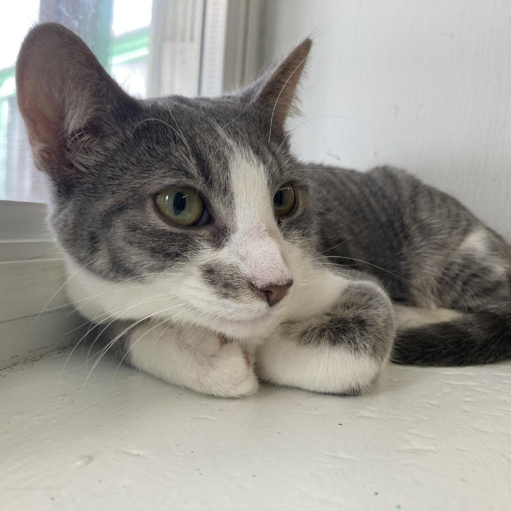Marty, Adoptable, Young Male Domestic Short Hair.