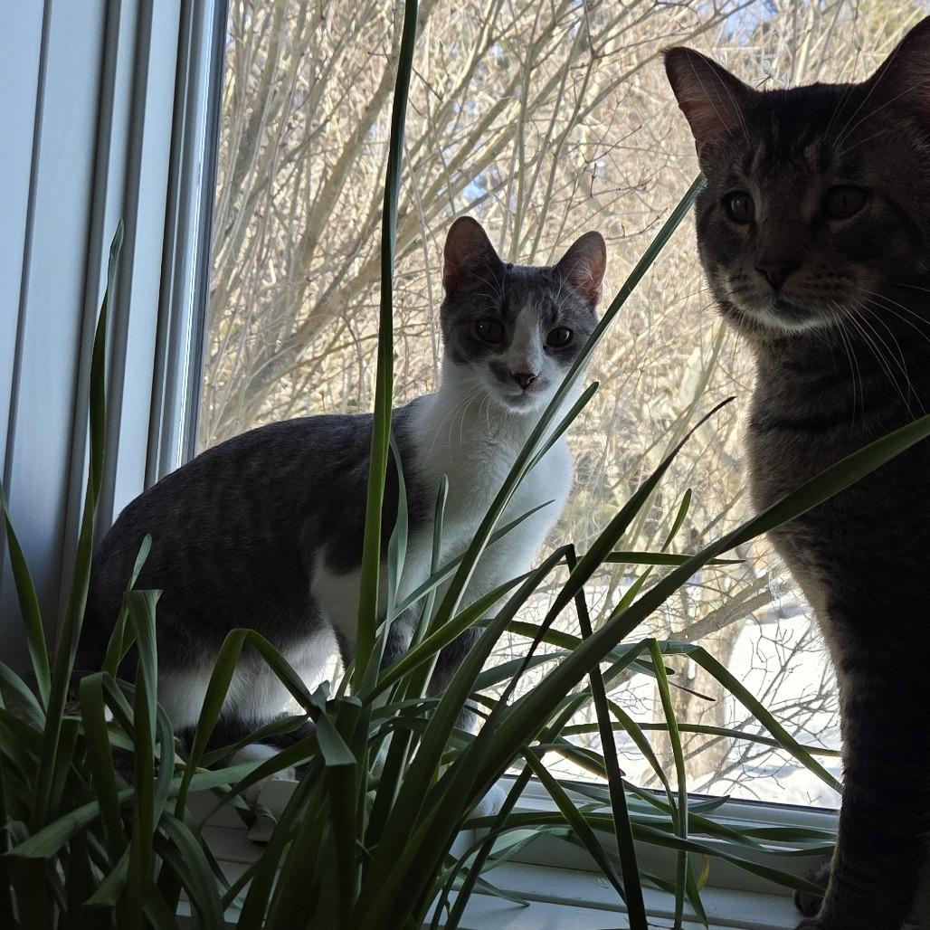 Enlarge Marty, a Adoptable Domestic Short Hair in Pittsford, VT image 2/4