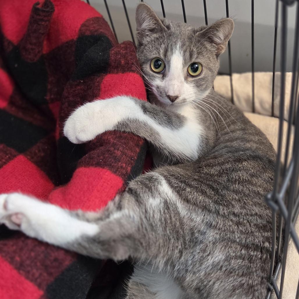 Enlarge Marty, a Adoptable Domestic Short Hair in Pittsford, VT image 3/4