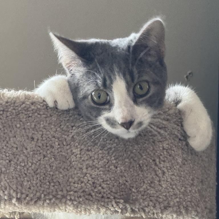 Enlarge Marty, a Adoptable Domestic Short Hair in Pittsford, VT image 4/4