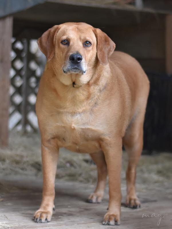 Mae (Trinity), Adoptable, Adult Female Golden Retriever & Labrador Retriever.