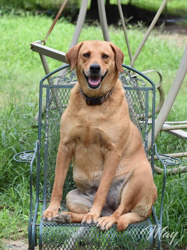 Enlarge Mae (Trinity), a Adoptable mixed breed image 2/6