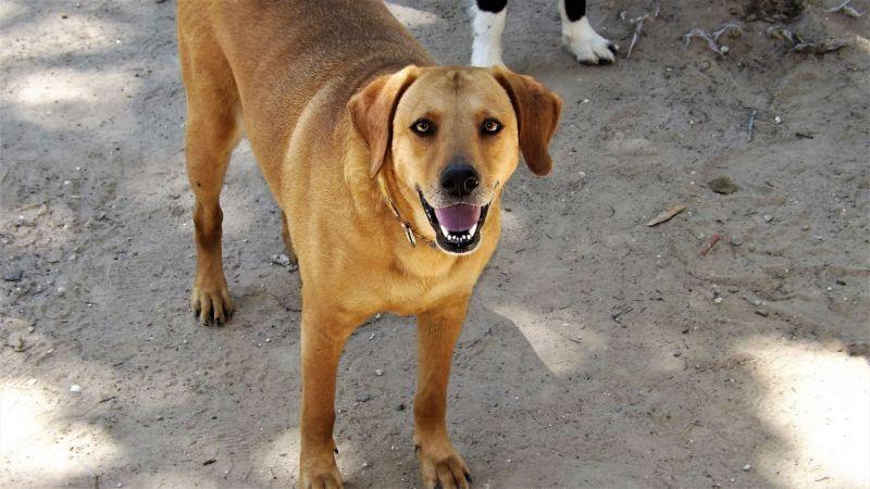 Enlarge Mae (Trinity), a Adoptable mixed breed image 3/6