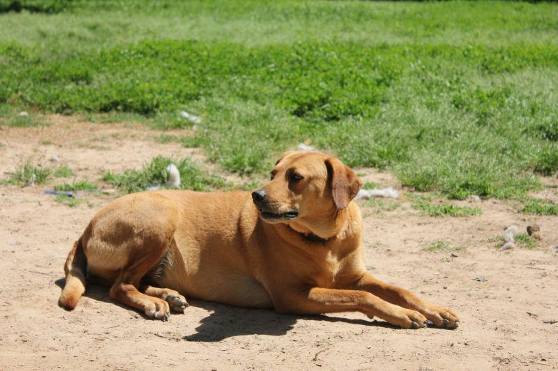 Enlarge Mae (Trinity), a Adoptable mixed breed image 4/6