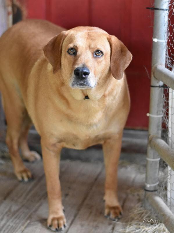 Enlarge Mae (Trinity), a Adoptable mixed breed image 5/6