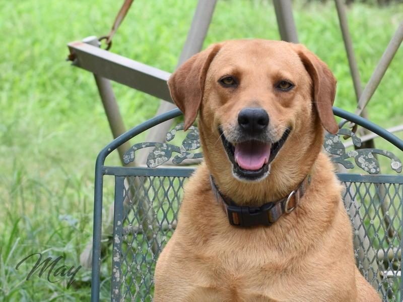 Enlarge Mae (Trinity), a Adoptable mixed breed image 6/6