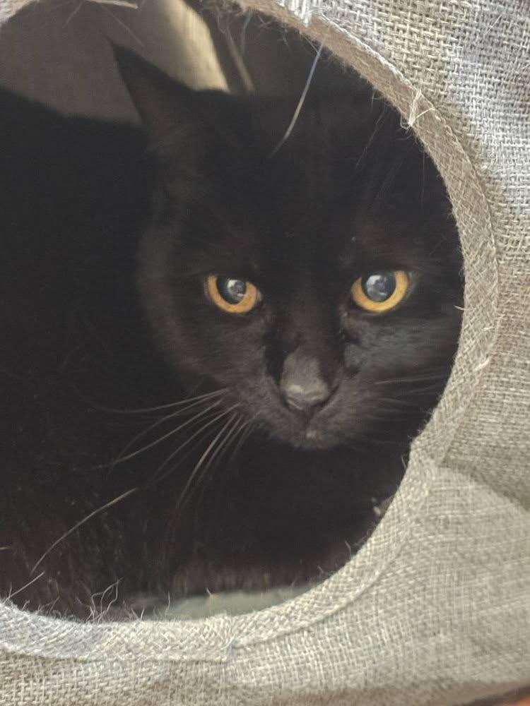 Samantha, ADOPTABLE, Adult Female Domestic Short Hair.