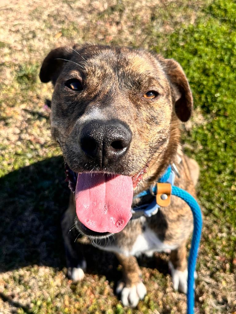 Socks, Adoptable, Young Female Pit Bull Terrier.