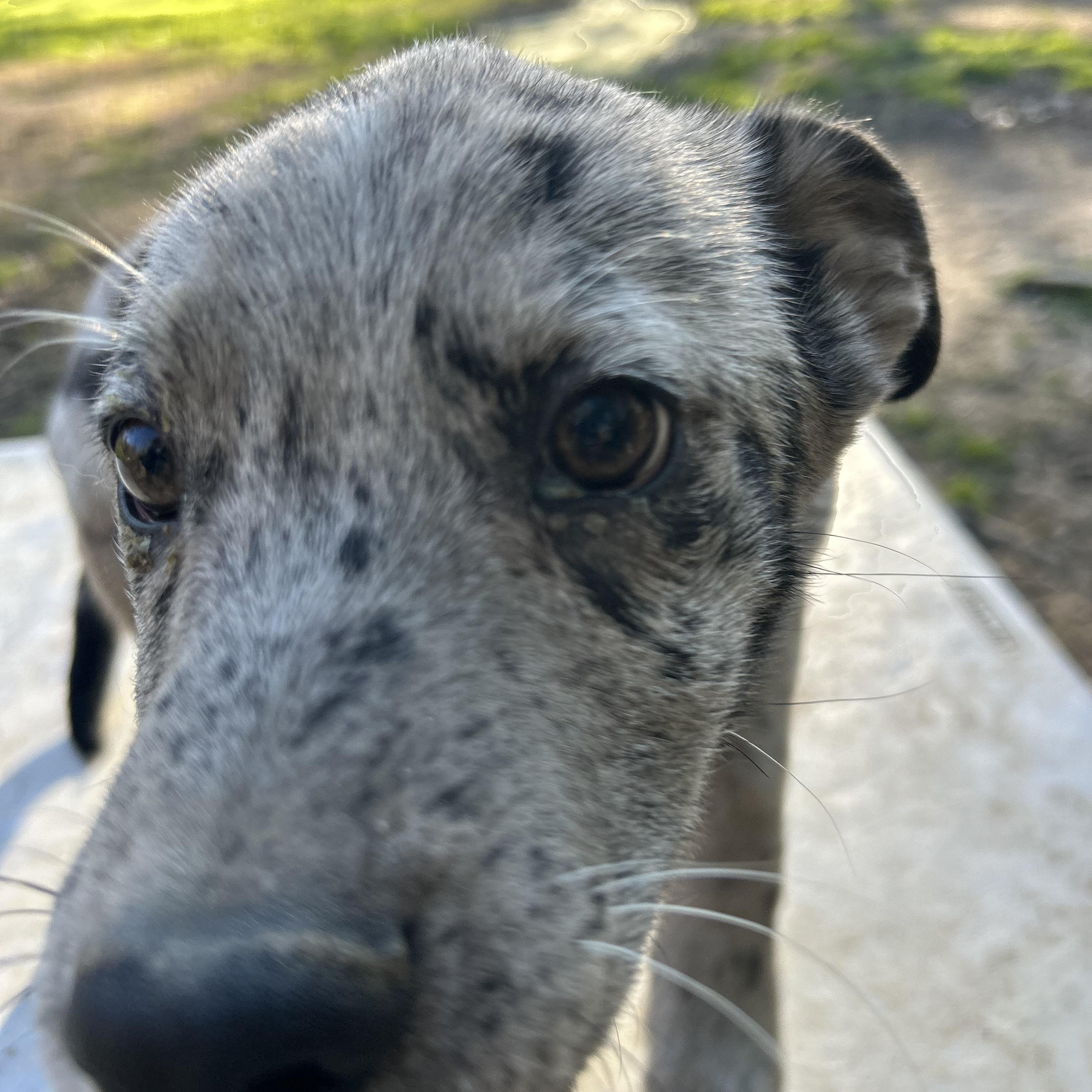 Enlarge Thurston, an adopted Catahoula Leopard Dog in Pine Bluff, AR image 2/3