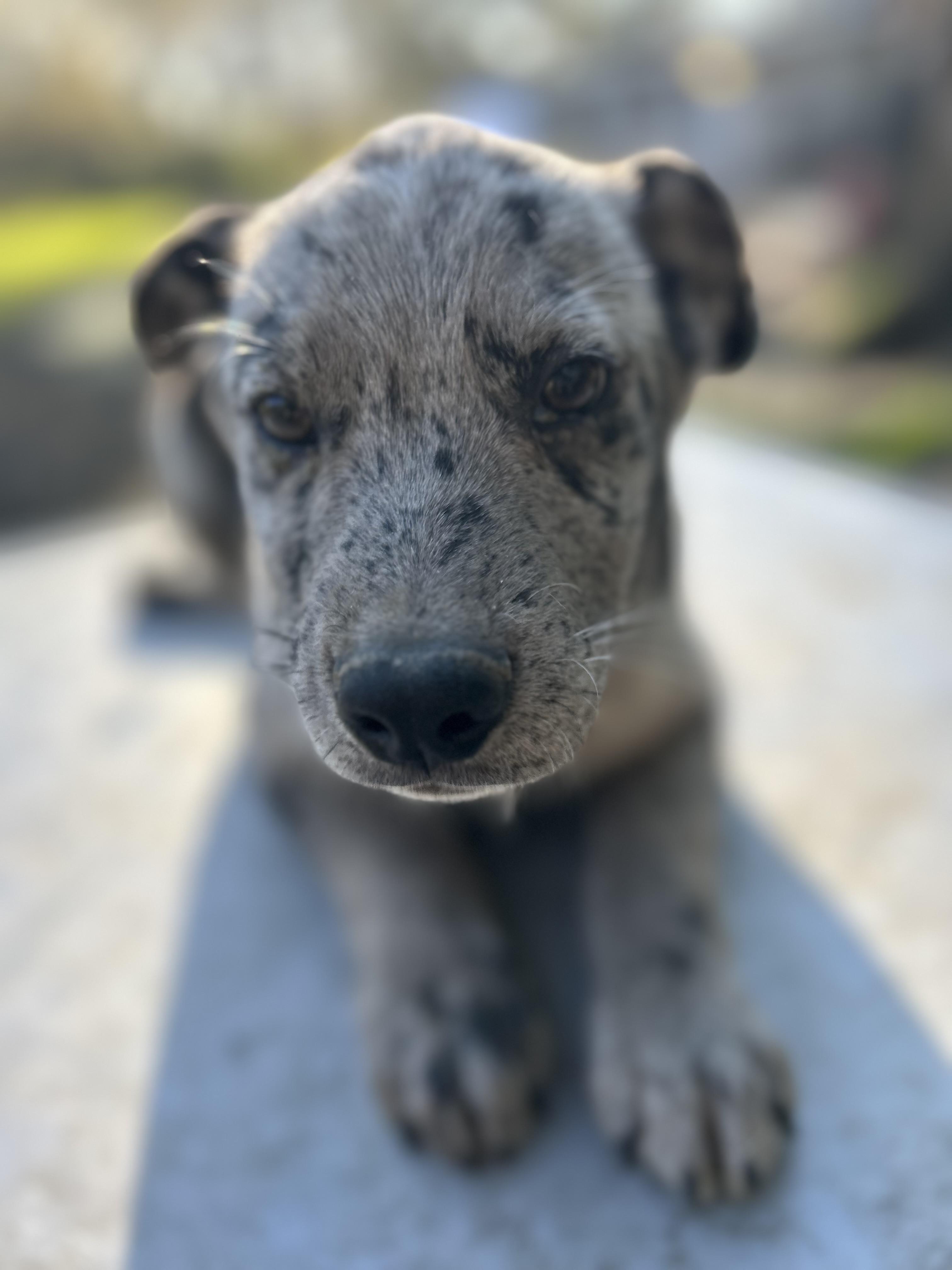 Enlarge Thurston, an adopted Catahoula Leopard Dog in Pine Bluff, AR image 3/3