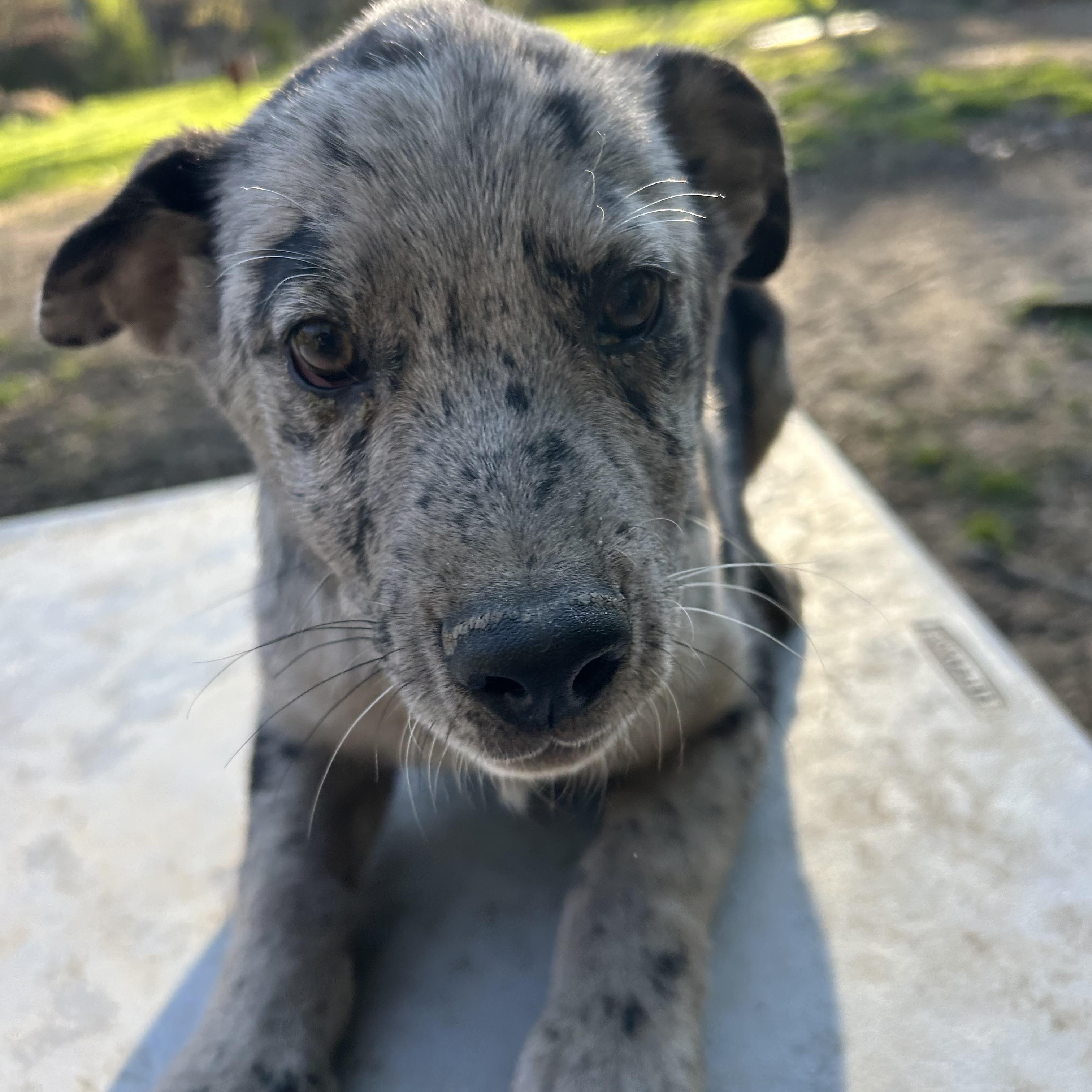 Thurston, adopted, Young Male Catahoula Leopard Dog.