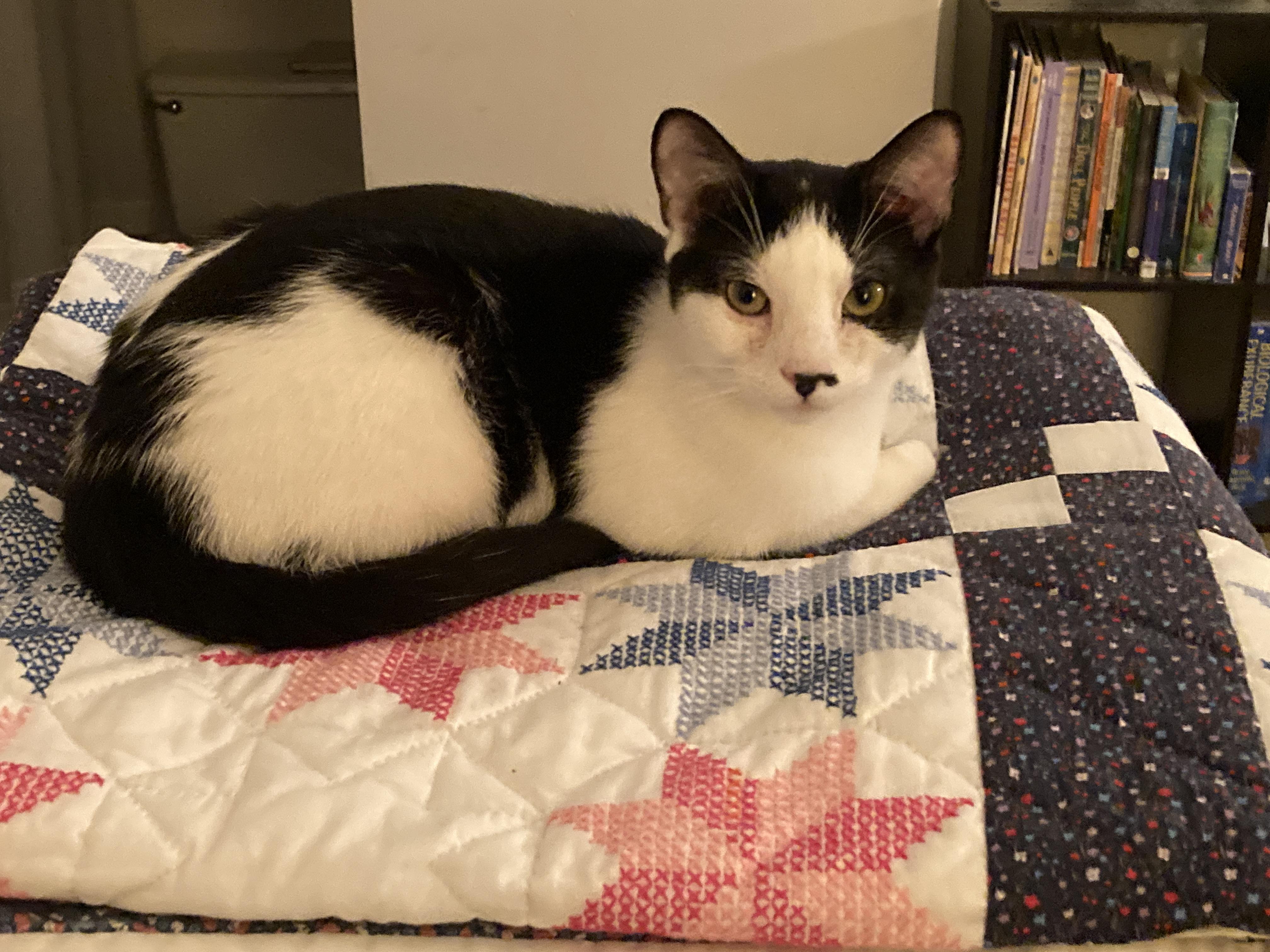 Enlarge Toyz, a ADOPTABLE mixed breed in Glenmont, NY image 4/4