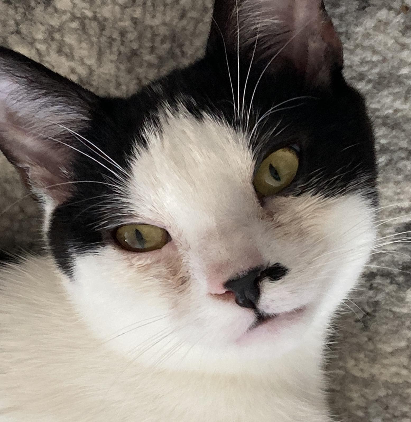 Toyz, ADOPTABLE, Kitten Male Domestic Short Hair.