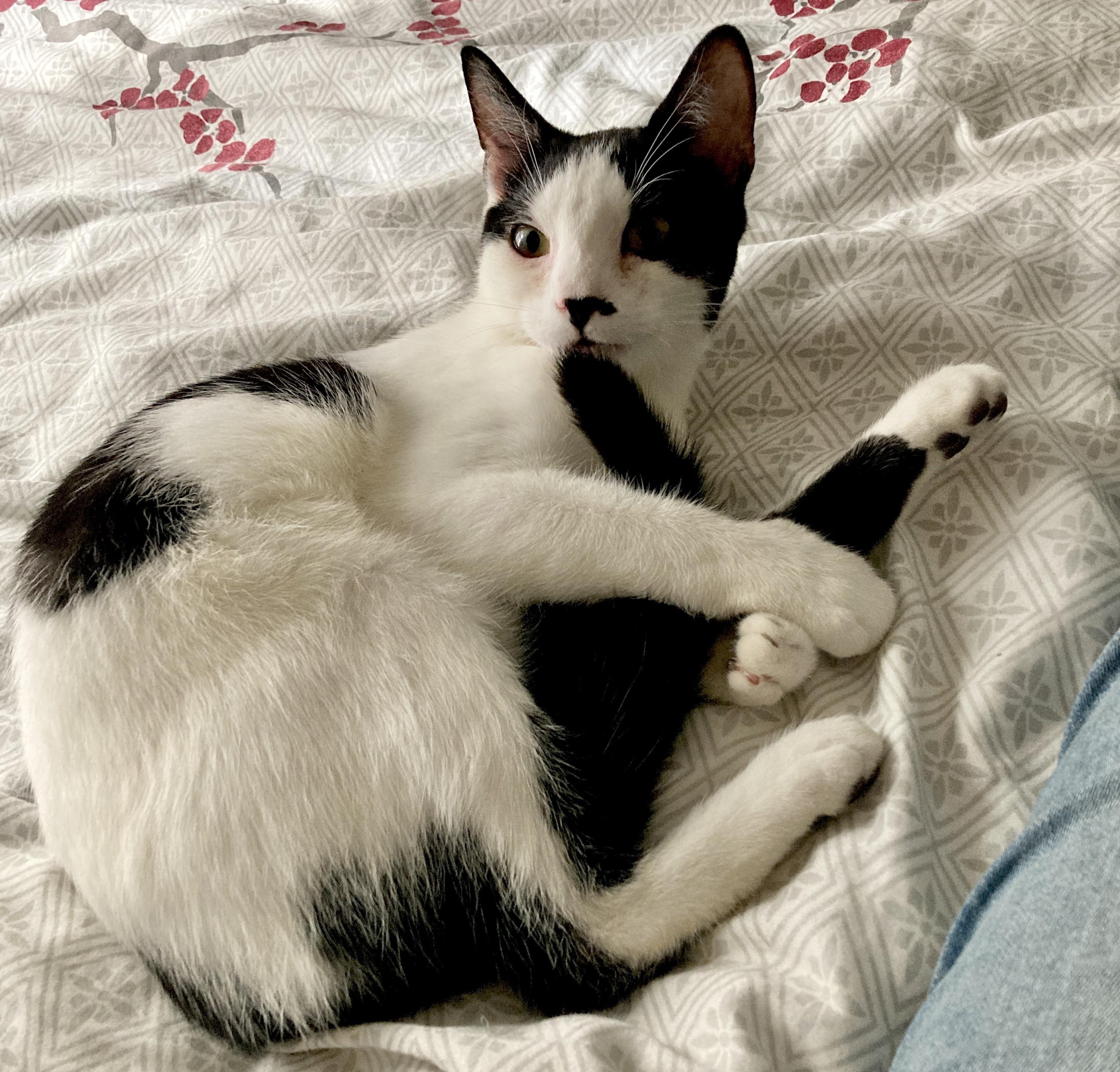 Enlarge Toyz, a ADOPTABLE mixed breed in Glenmont, NY image 3/4