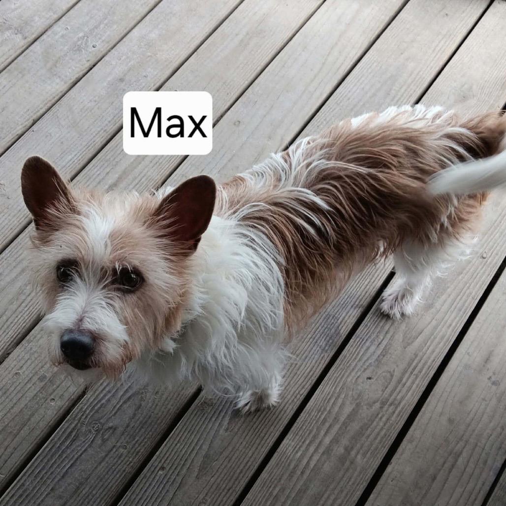 MAX, Adoptable, Adult Male Jack Russell Terrier & Mixed Breed.