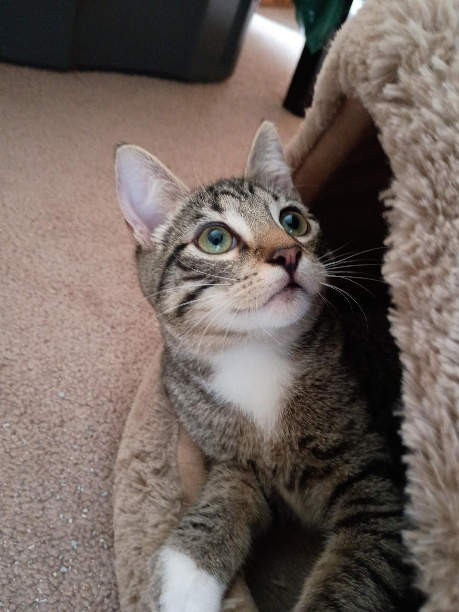 Mousse Brother of Mary, Adoptable, Kitten Male Tabby.