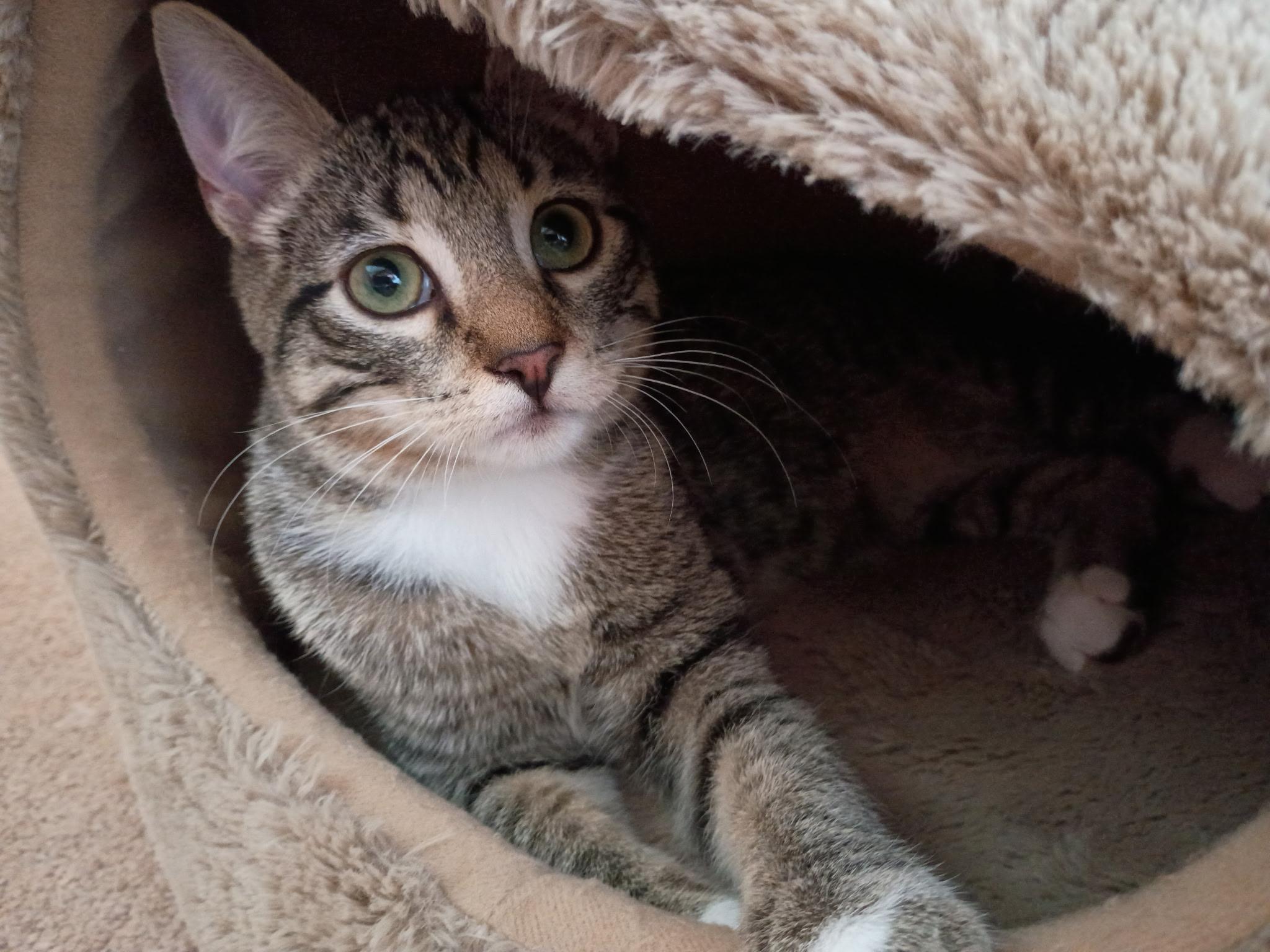 Enlarge Mousse Brother of Mary, a Adoptable Tabby in Houston, TX image 2/6