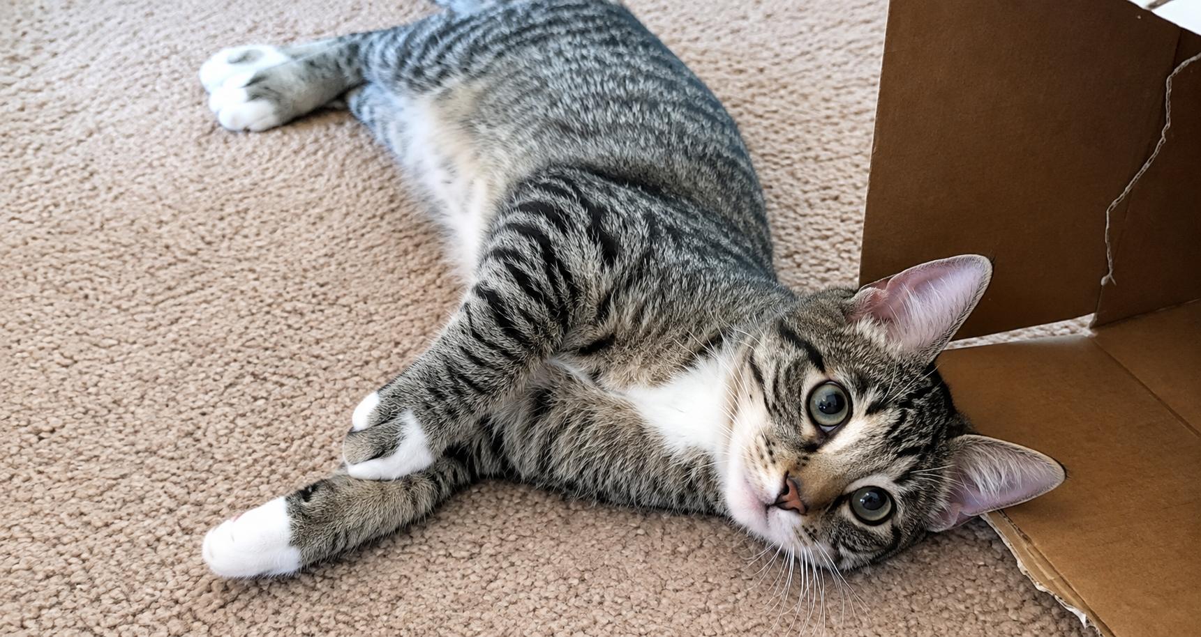 Enlarge Mousse Brother of Mary, a Adoptable Tabby in Houston, TX image 3/6