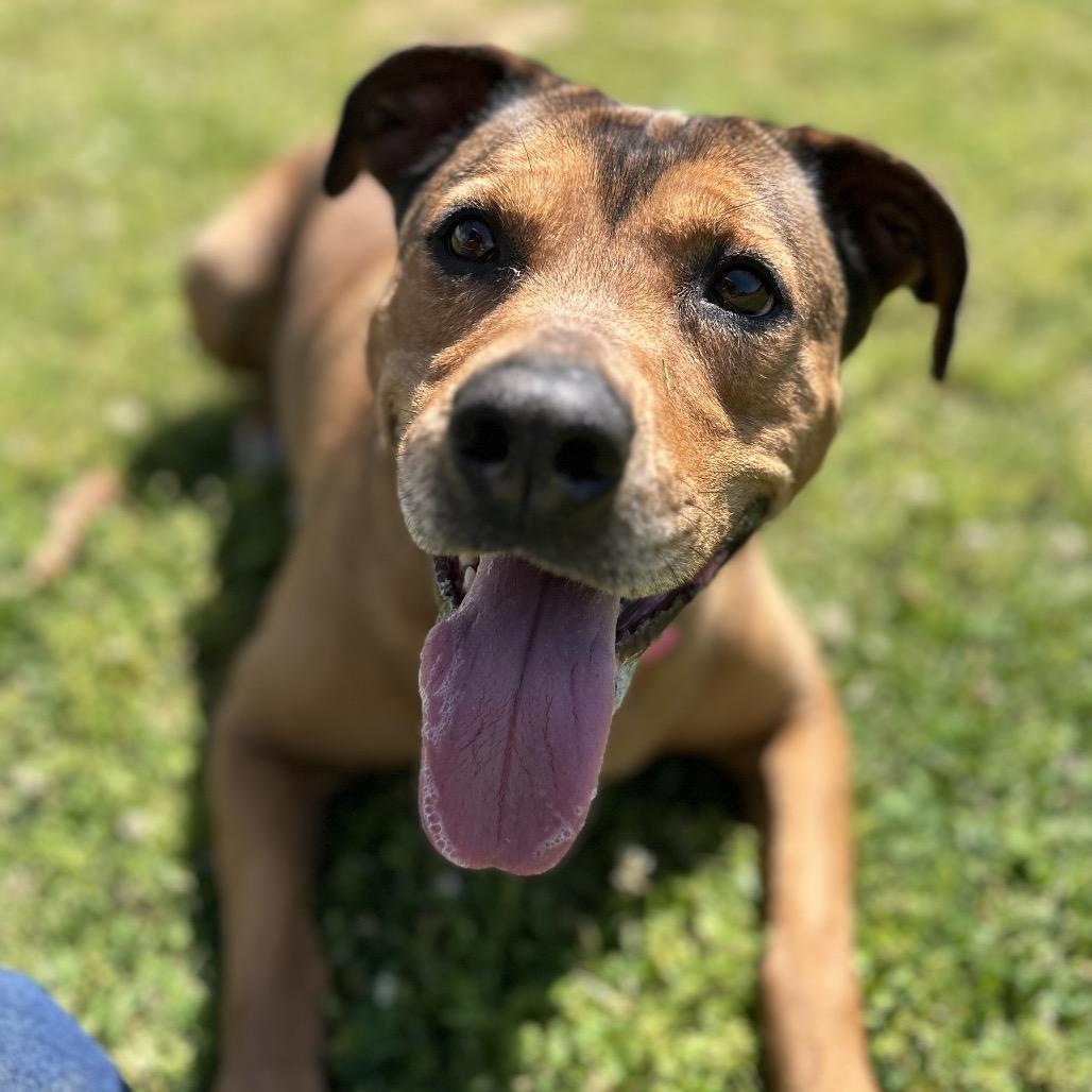 Friday, Adoptable, Adult Female Mixed Breed.