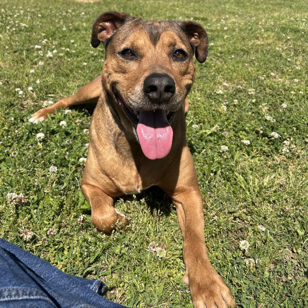 Enlarge Friday, a Adoptable Mixed Breed in Chattanooga, TN image 2/6