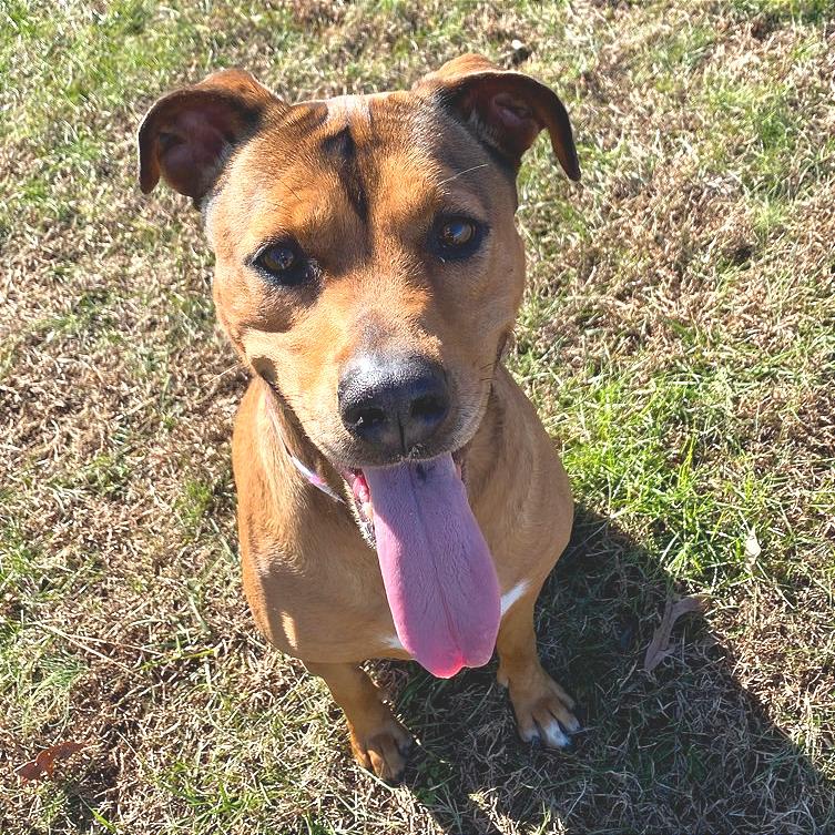 T-Rex, Adoptable, Adult Female Mixed Breed.