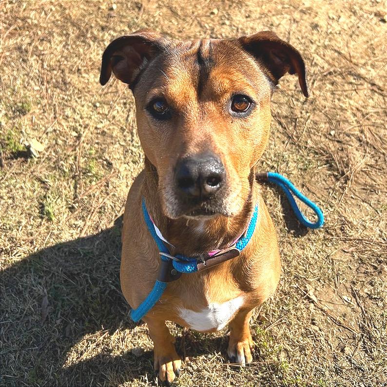 Enlarge T-Rex, a Adoptable Mixed Breed in Chattanooga, TN image 2/6