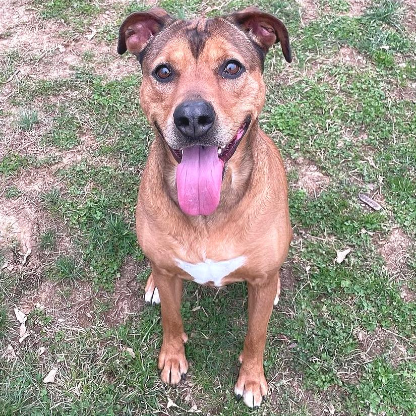 Enlarge Friday, a Adoptable Mixed Breed in Chattanooga, TN image 3/6