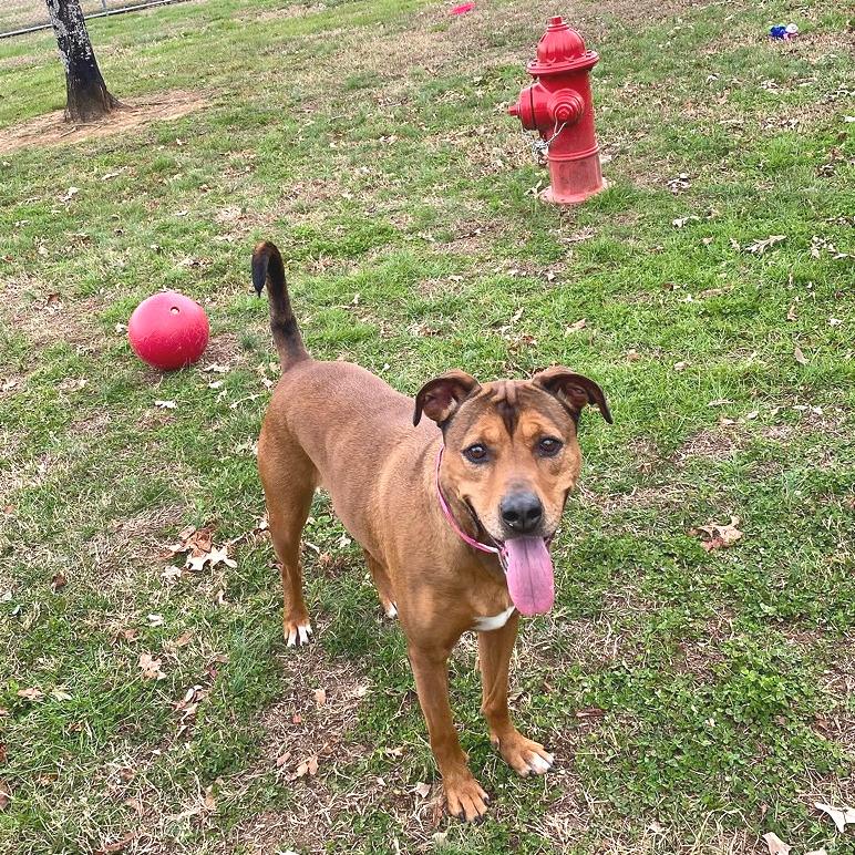 Enlarge T-Rex, a Adoptable Mixed Breed in Chattanooga, TN image 3/6