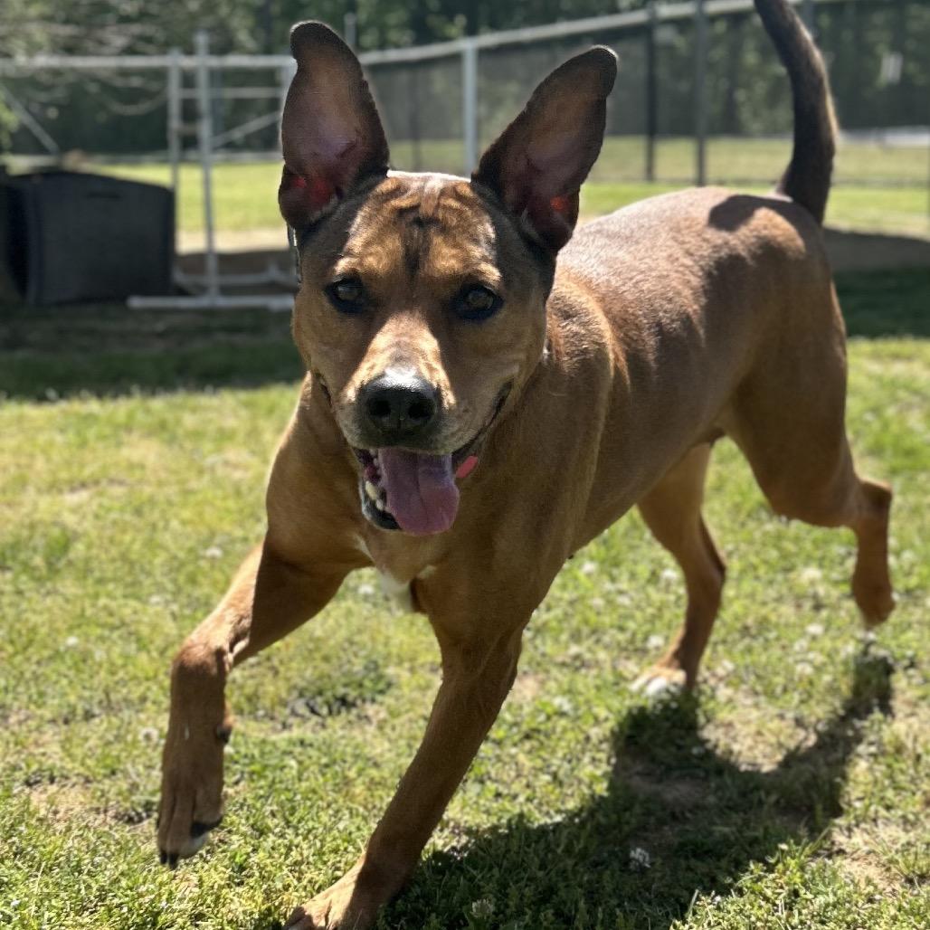Enlarge Friday, a Adoptable Mixed Breed in Chattanooga, TN image 4/6
