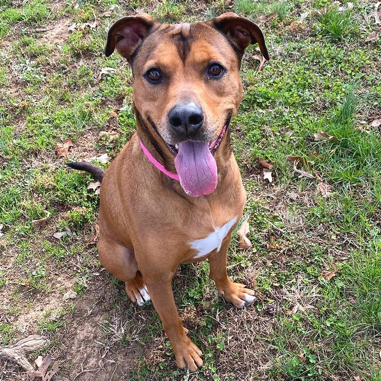 Enlarge T-Rex, a Adoptable Mixed Breed in Chattanooga, TN image 5/6