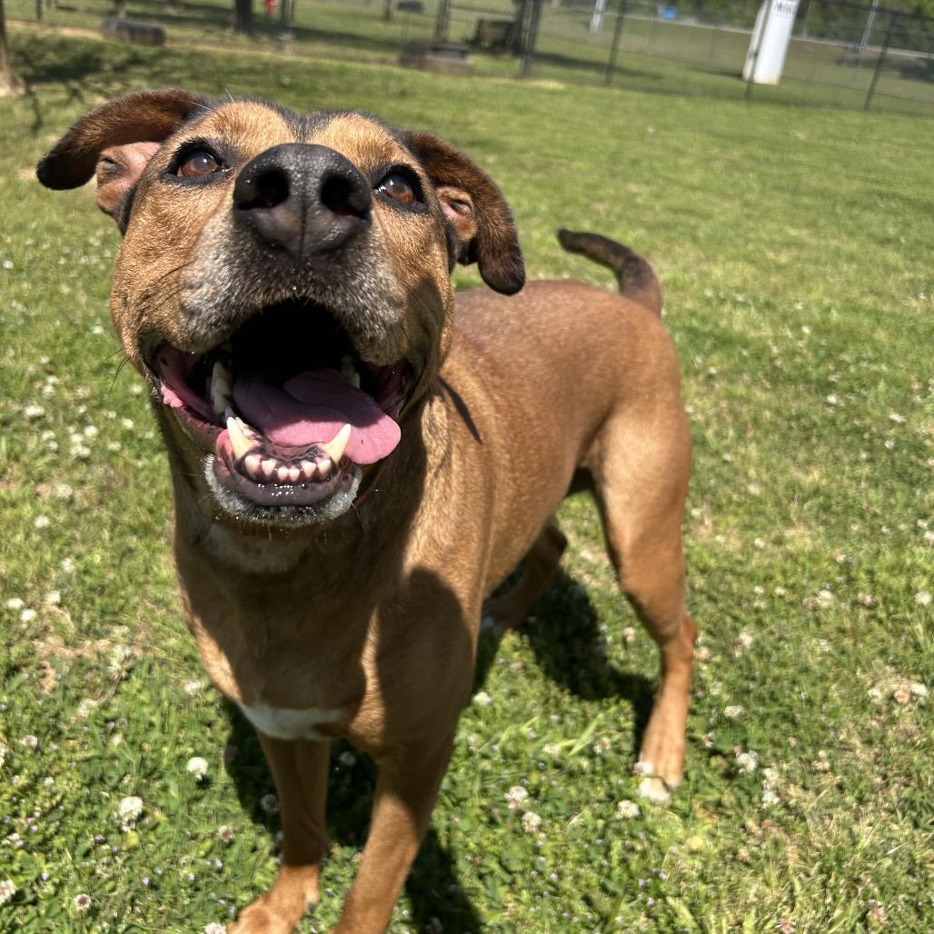 Enlarge Friday, a Adoptable Mixed Breed in Chattanooga, TN image 5/6
