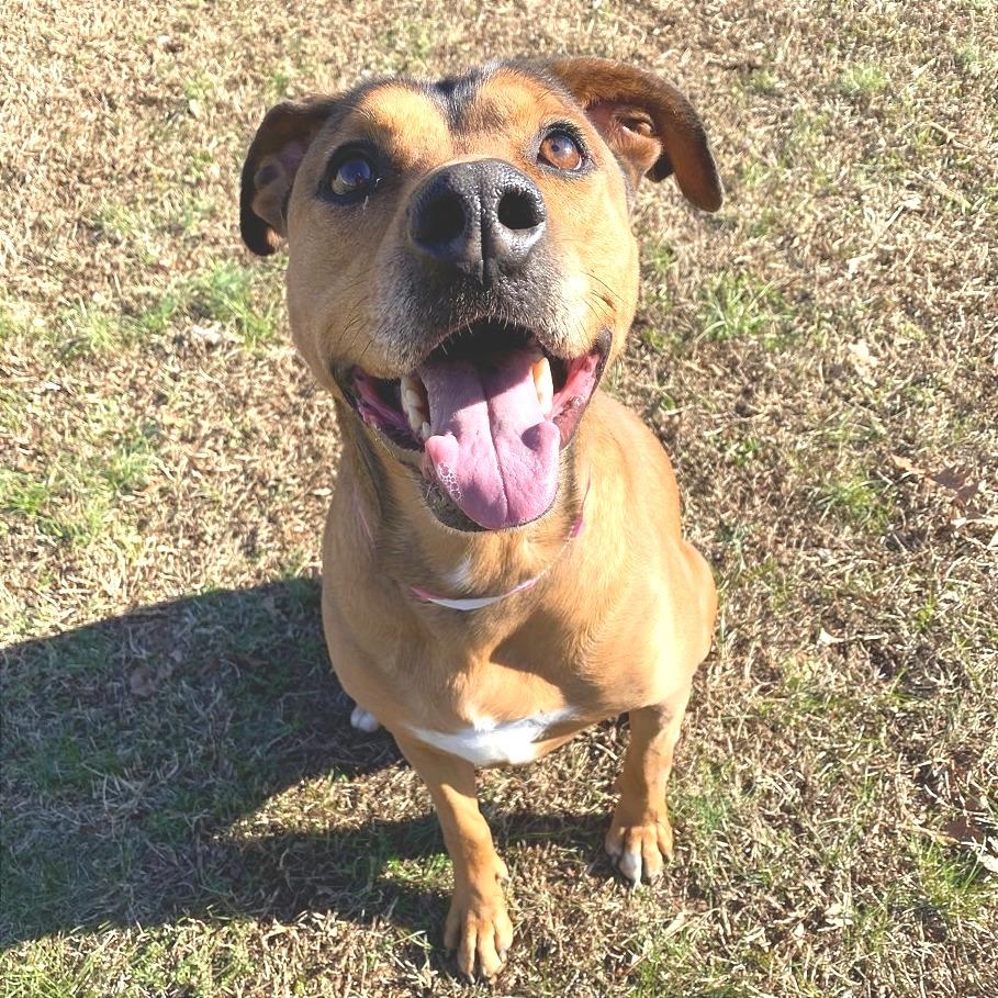 Enlarge T-Rex, a Adoptable Mixed Breed in Chattanooga, TN image 6/6