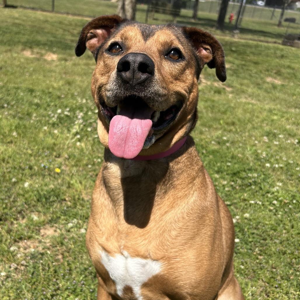 Enlarge Friday, a Adoptable Mixed Breed in Chattanooga, TN image 6/6