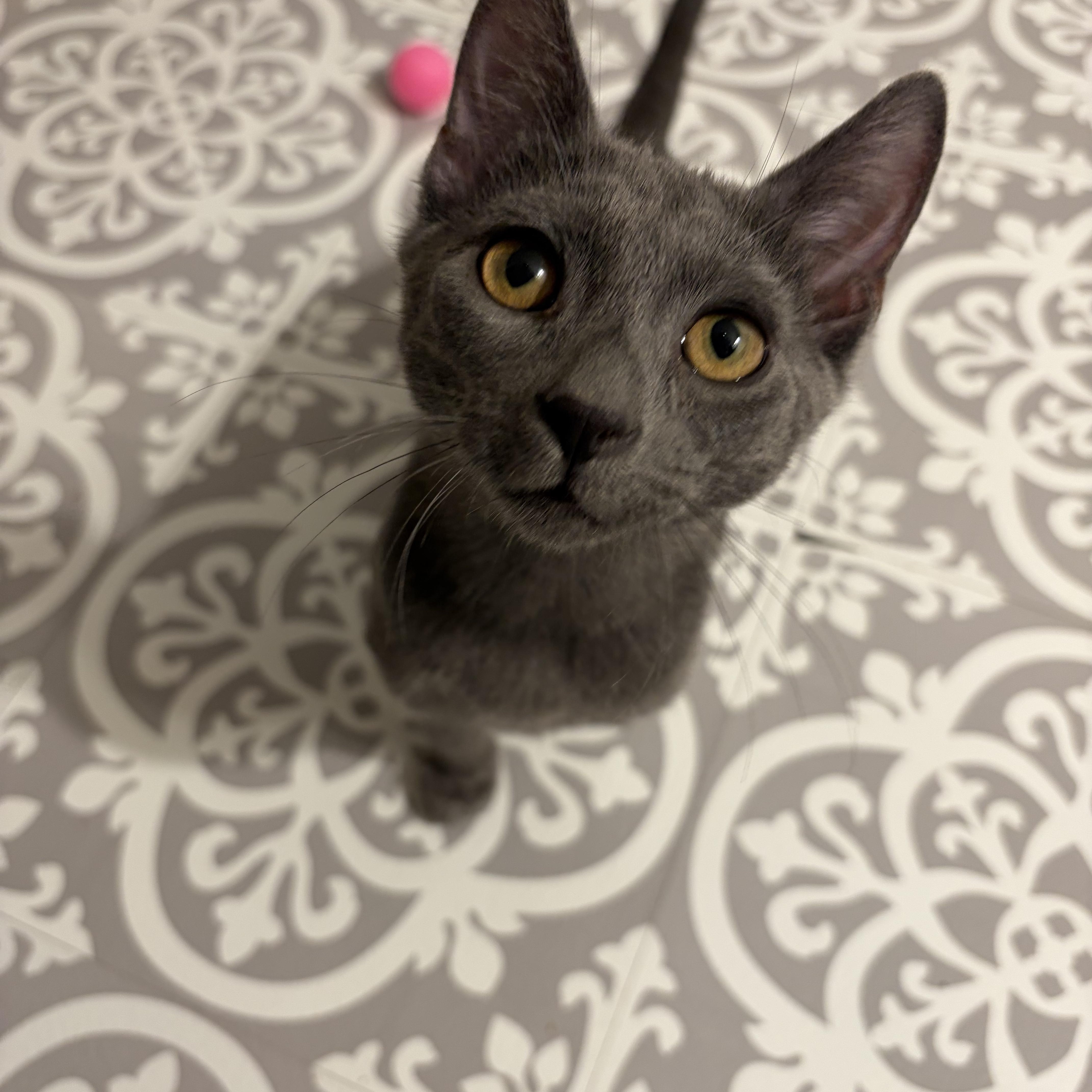Rachel, Ross or Chandler , ADOPTABLE, Kitten Male Russian Blue.