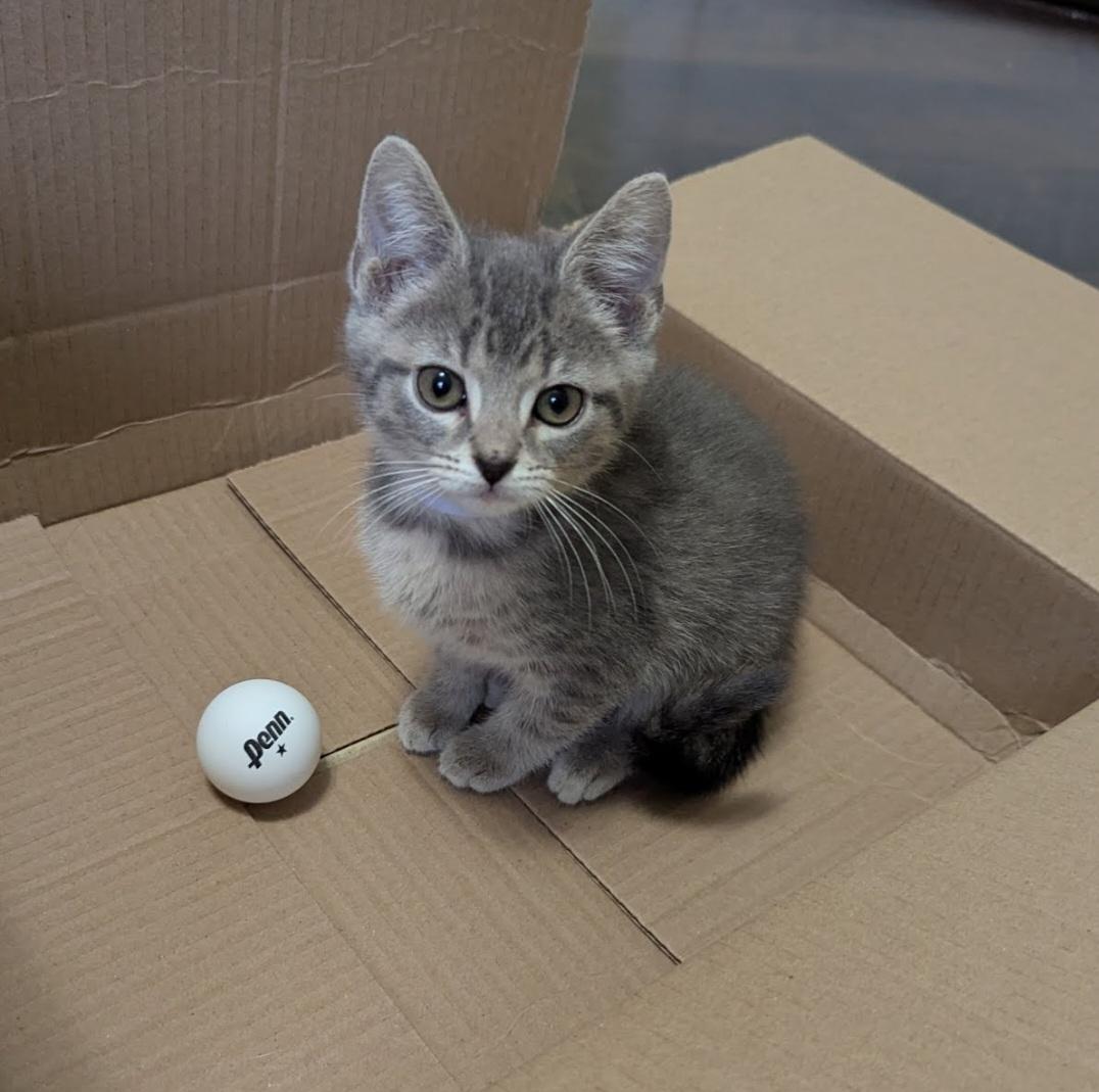 Chat, Adoptable, Kitten Female Domestic Short Hair.