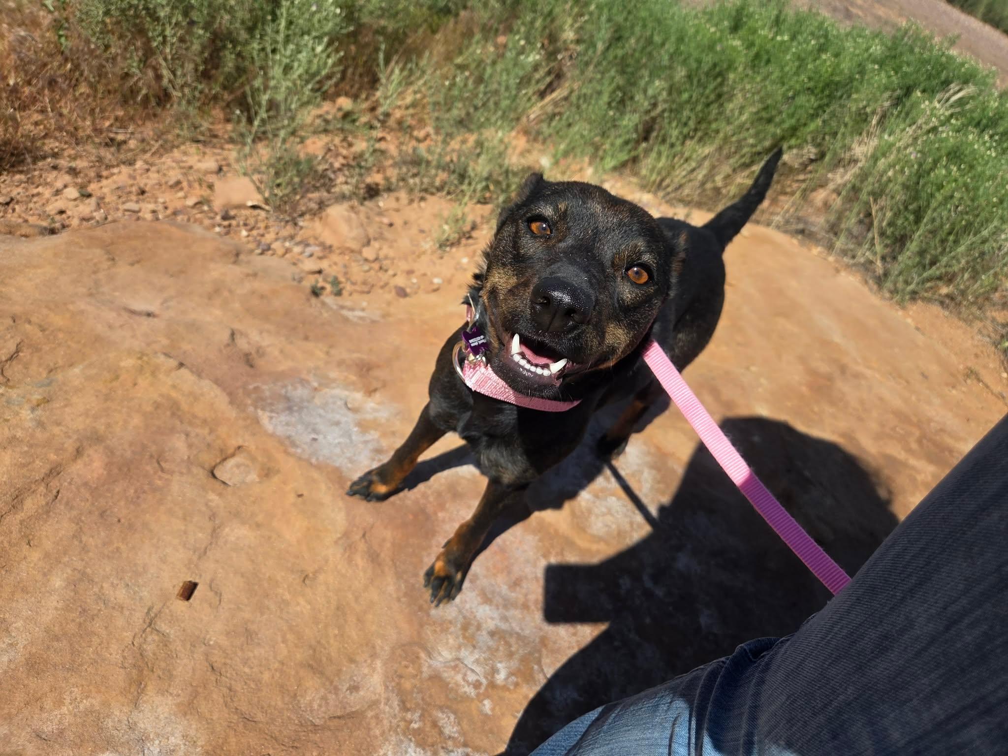 Bea, a ADOPTABLE Mixed Breed in Roosevelt, UT image 3/3
