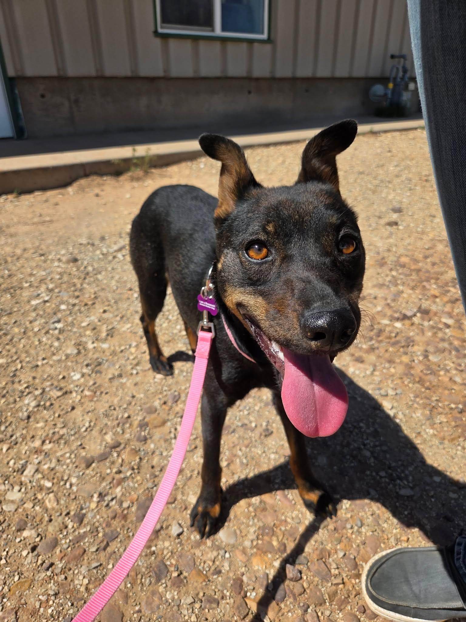 Bea, a ADOPTABLE Mixed Breed in Roosevelt, UT image 2/3